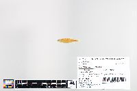 Cyprinella caerulea image