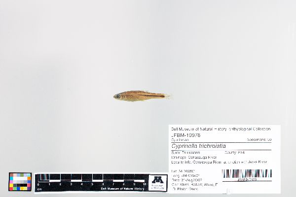 Cyprinella trichroistia image