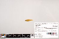 Notropis stramineus image