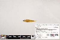 Notropis stramineus image