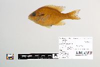 Lepomis auritus image