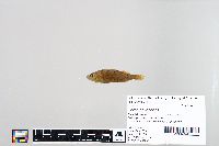 Perca flavescens image