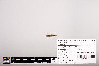 Notropis heterolepis image