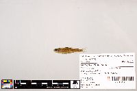 Notropis stramineus image