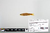 Notropis blennius image