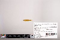 Notropis percobromus image