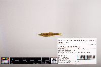 Notropis percobromus image