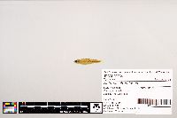 Notropis stramineus image