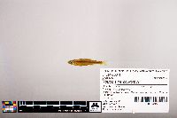 Notropis percobromus image