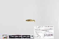 Notropis stramineus image