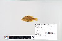 Lepomis humilis image