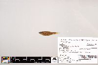 Notropis stramineus image