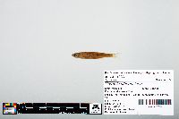 Notropis atherinoides image