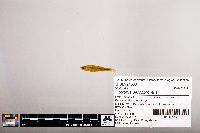 Notropis percobromus image