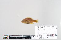 Lepomis humilis image