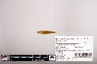 Notropis percobromus image