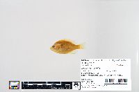 Lepomis humilis image