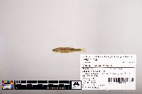 Notropis percobromus image