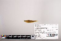 Notropis percobromus image