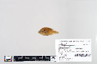 Lepomis humilis image