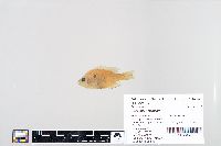 Lepomis humilis image