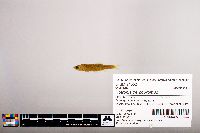 Notropis percobromus image