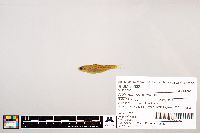 Notropis stramineus image