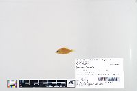 Lepomis humilis image
