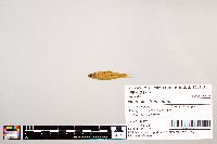 Notropis stramineus image