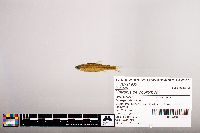 Notropis percobromus image