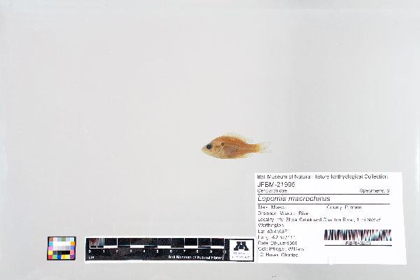 Lepomis image