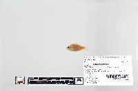 Lepomis macrochirus image