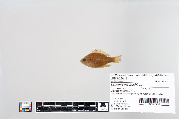 Lepomis macrochirus image