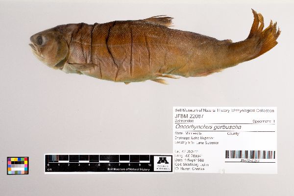Oncorhynchus gorbuscha image