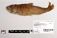 Oncorhynchus gorbuscha image