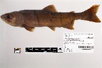 Image of Oncorhynchus kisutch