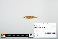 Notropis atherinoides image