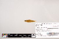 Notropis stramineus image