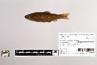 Oncorhynchus mykiss image