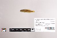 Image of Cottus asperrimus