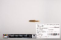 Notropis heterolepis image