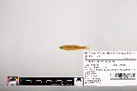 Notropis percobromus image