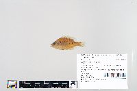 Lepomis humilis image