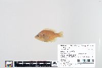 Lepomis humilis image