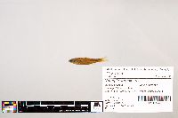 Notropis stramineus image