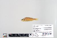 Perca flavescens image