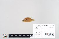 Lepomis humilis image