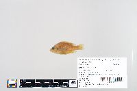 Lepomis humilis image