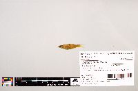 Notropis stramineus image