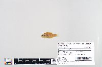 Lepomis humilis image